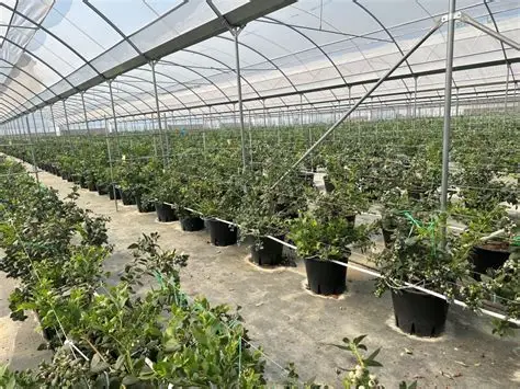 蓝莓视频热门资源-种植技术