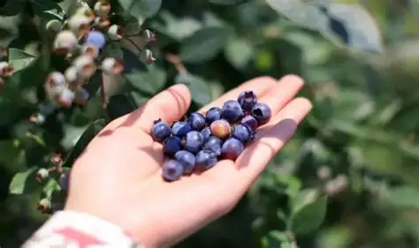 蓝莓视频热门资源-旅行攻略