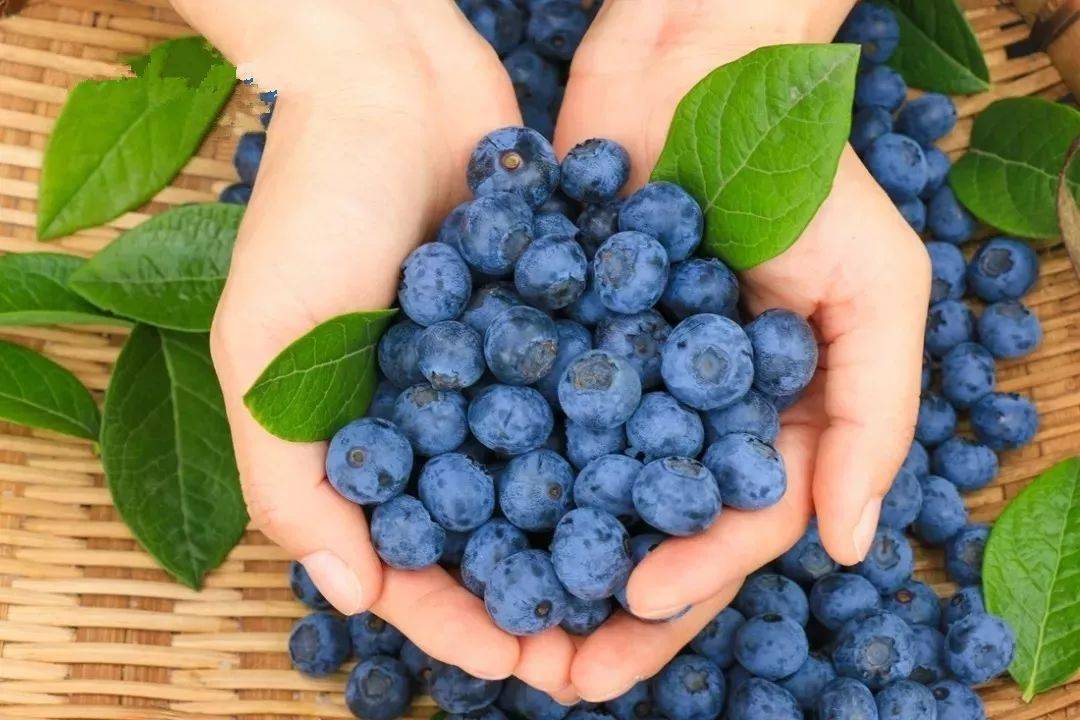 蓝莓视频热门资源-文化故事